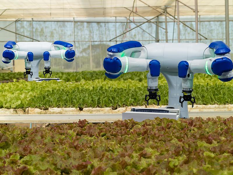 Photo of a two agriculture robot at a greenhouse